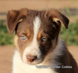Red tricolour female, Smooth to medium coat, border collie puppy